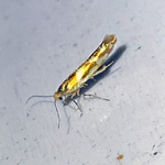 Argyresthia_geodartella small