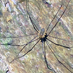 Harvestman small