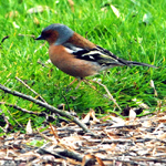 Fringilla coelebs