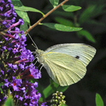 Pieris rapae