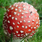 Amanita muscari