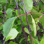 Betula pendula