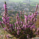 Calluna vulgaris