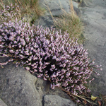 Calluna vulgaris
