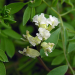 Ceratocapnos claviculata