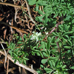 Circaea lutetiana