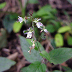 Circaea lutetiana