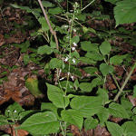 Circaea lutetiana