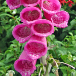 Digitalis purpurea