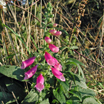 Digitalis purpurea