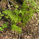 Dryopteris dilatata