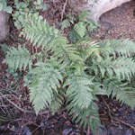 Dryopteris dilatata mature