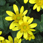 Ficaria verna ssp fertilis close