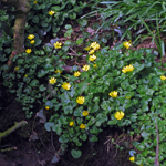 Ficaria verna ssp fertilis
