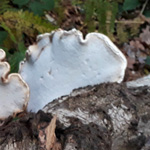 Fomitopsis betulina