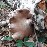 Fomitopsis betulina