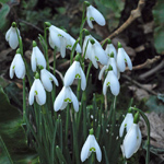 Galanthus nivalis close