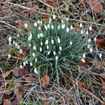 Galanthus nivalis