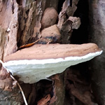 Ganoderma sp