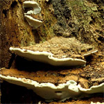 Ganoderma sp