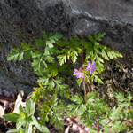 Geranium robertianum