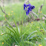 Hyacinthoides non scripta