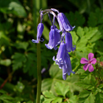 Hyacinthoides non scripta close