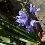Hyacinthoides x massartiana close