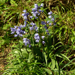 Hyacinthoides x massartiana