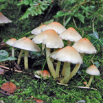 Hypholoma fascicularee