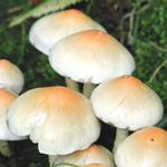 Hypholoma fasciculare