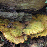 Laetoporus sulphureus