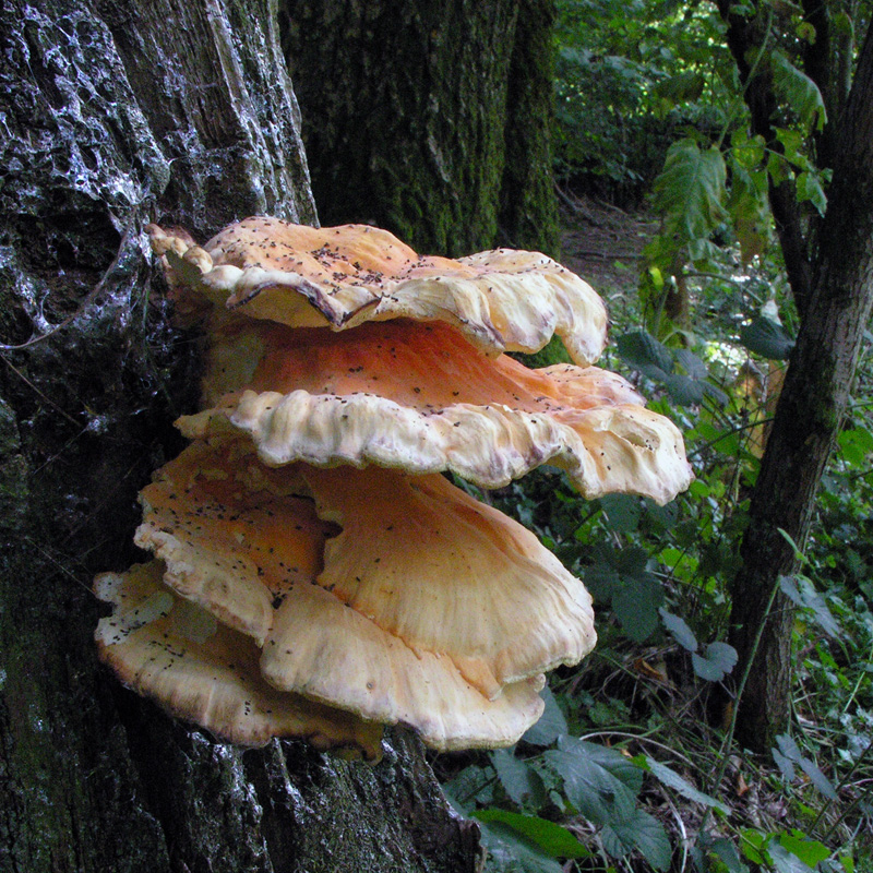 Pteridium aquilinum