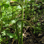 Pteridium aquilinum