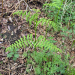 Pteridium aquilinum
