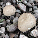 Scleroderma citrinum