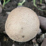 Scleroderma citrinum