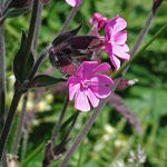 Silene dioica