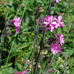 Silene dioica