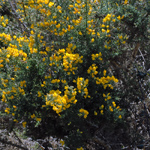 Ulex europaeus