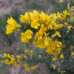 Ulex europaeus