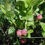 Vaccinium myrtillus