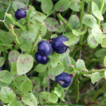 Vaccinium myrtillus